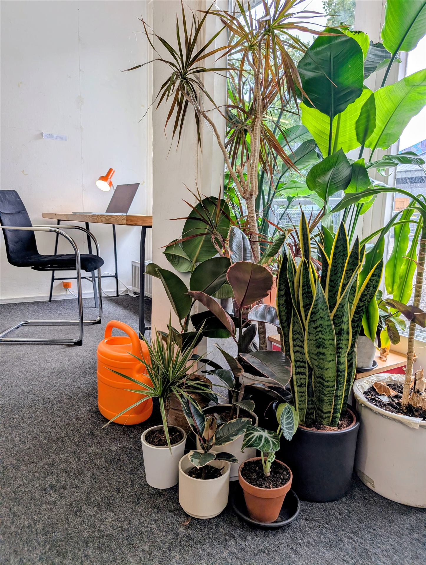 Plants placed around the coworking space